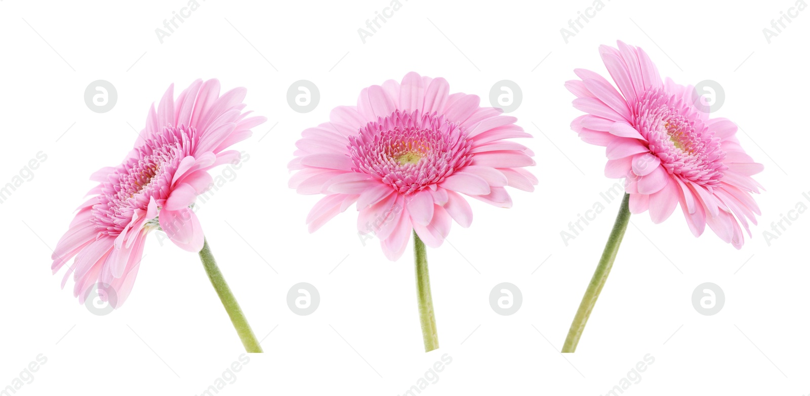 Image of Beautiful pink gerbera flower isolated on white, collage