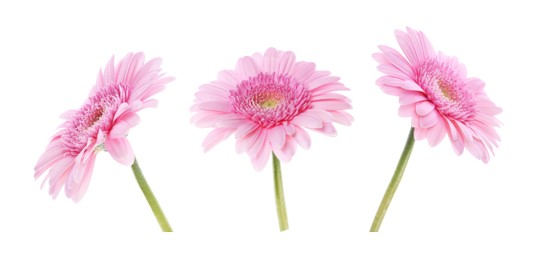 Beautiful pink gerbera flower isolated on white, collage