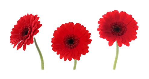 Beautiful red gerbera flower isolated on white, collage