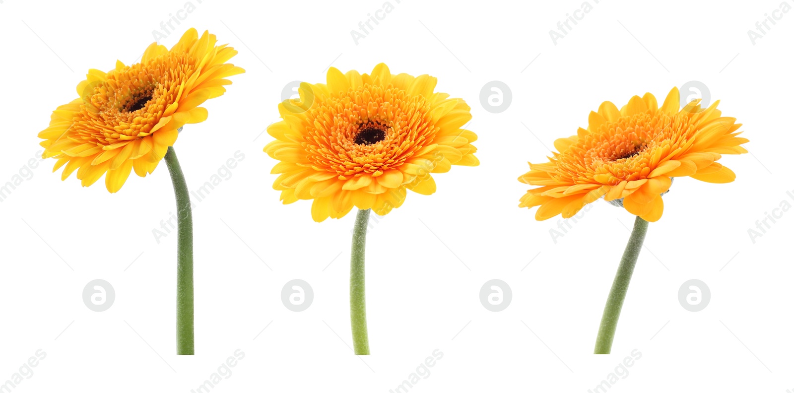 Image of Beautiful orange gerbera flower isolated on white, collage