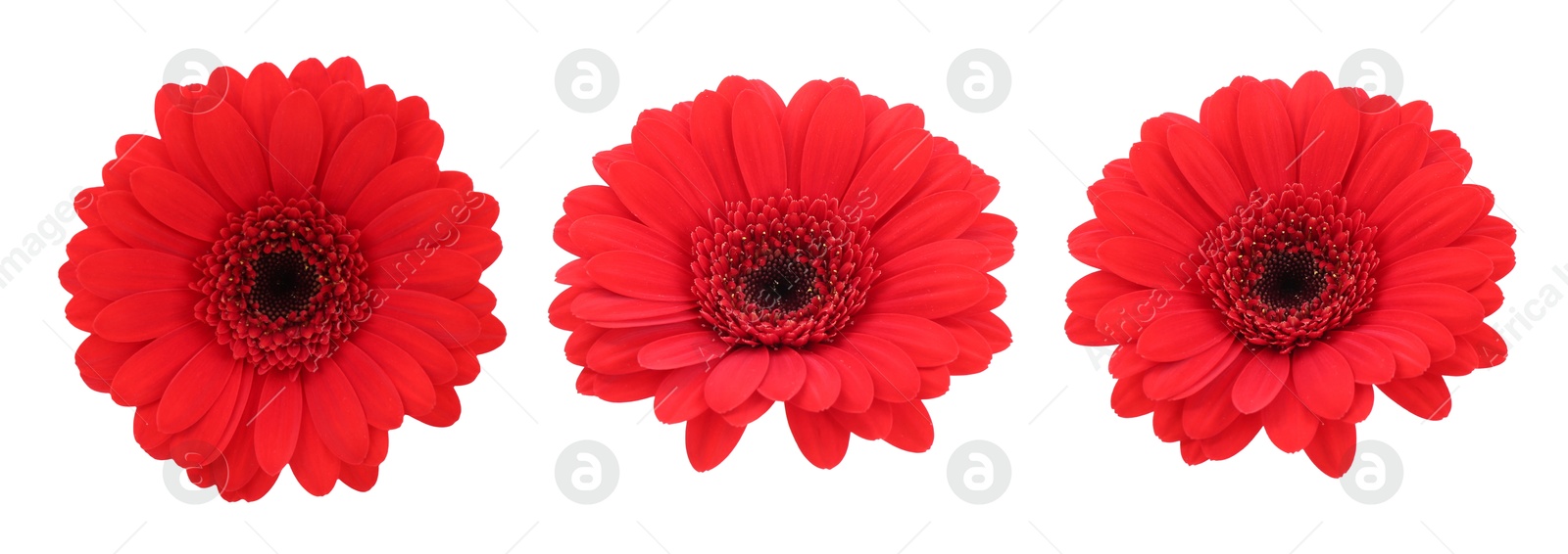 Image of Beautiful red gerbera flower isolated on white, collage