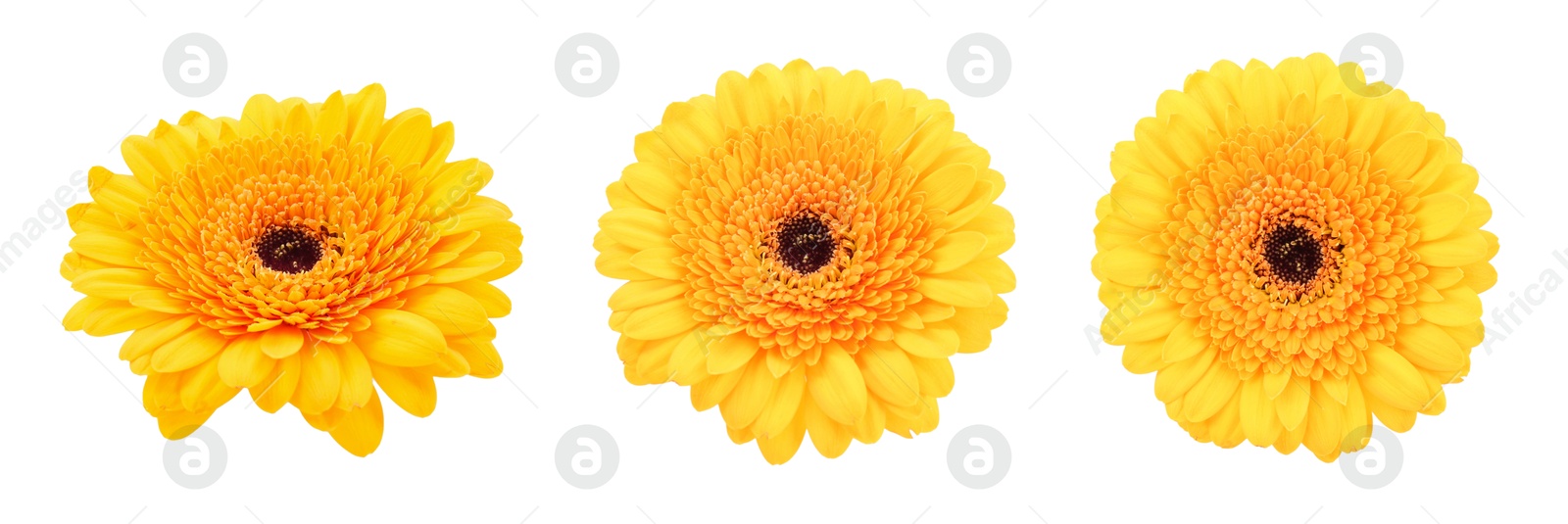 Image of Beautiful yellow gerbera flower isolated on white, collage