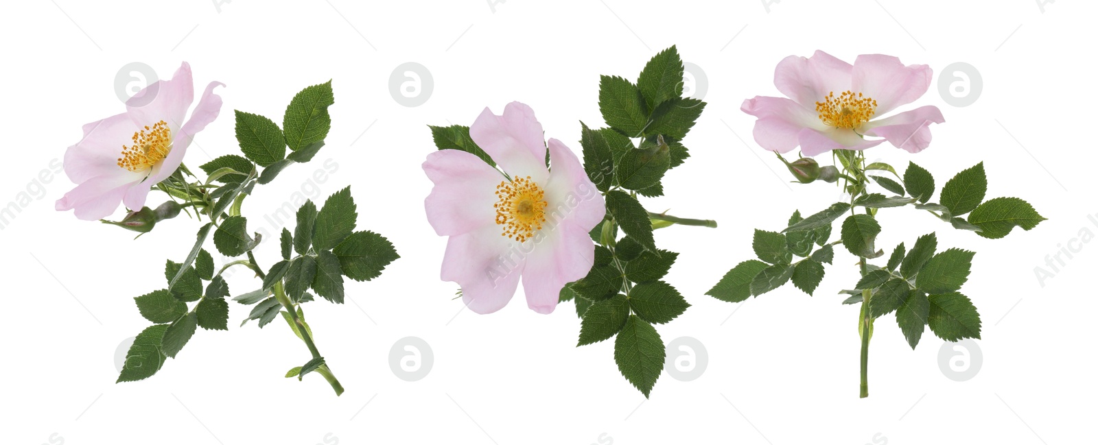 Image of Beautiful pink flower of rose hip isolated on white, collage