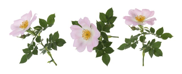 Beautiful pink flower of rose hip isolated on white, collage