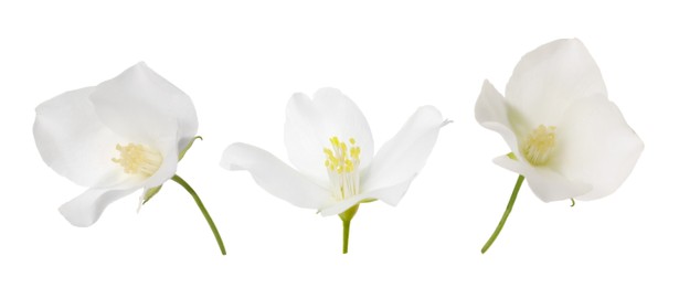 Beautiful jasmine flower isolated on white, collage