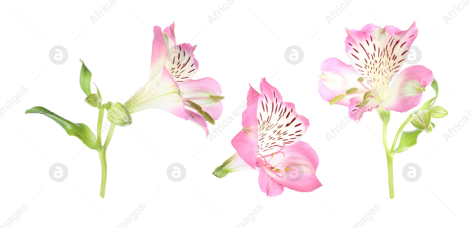 Image of Beautiful pink alstroemeria flower isolated on white, collage