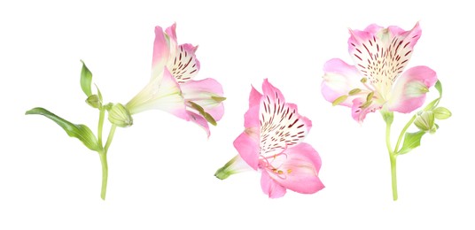 Beautiful pink alstroemeria flower isolated on white, collage