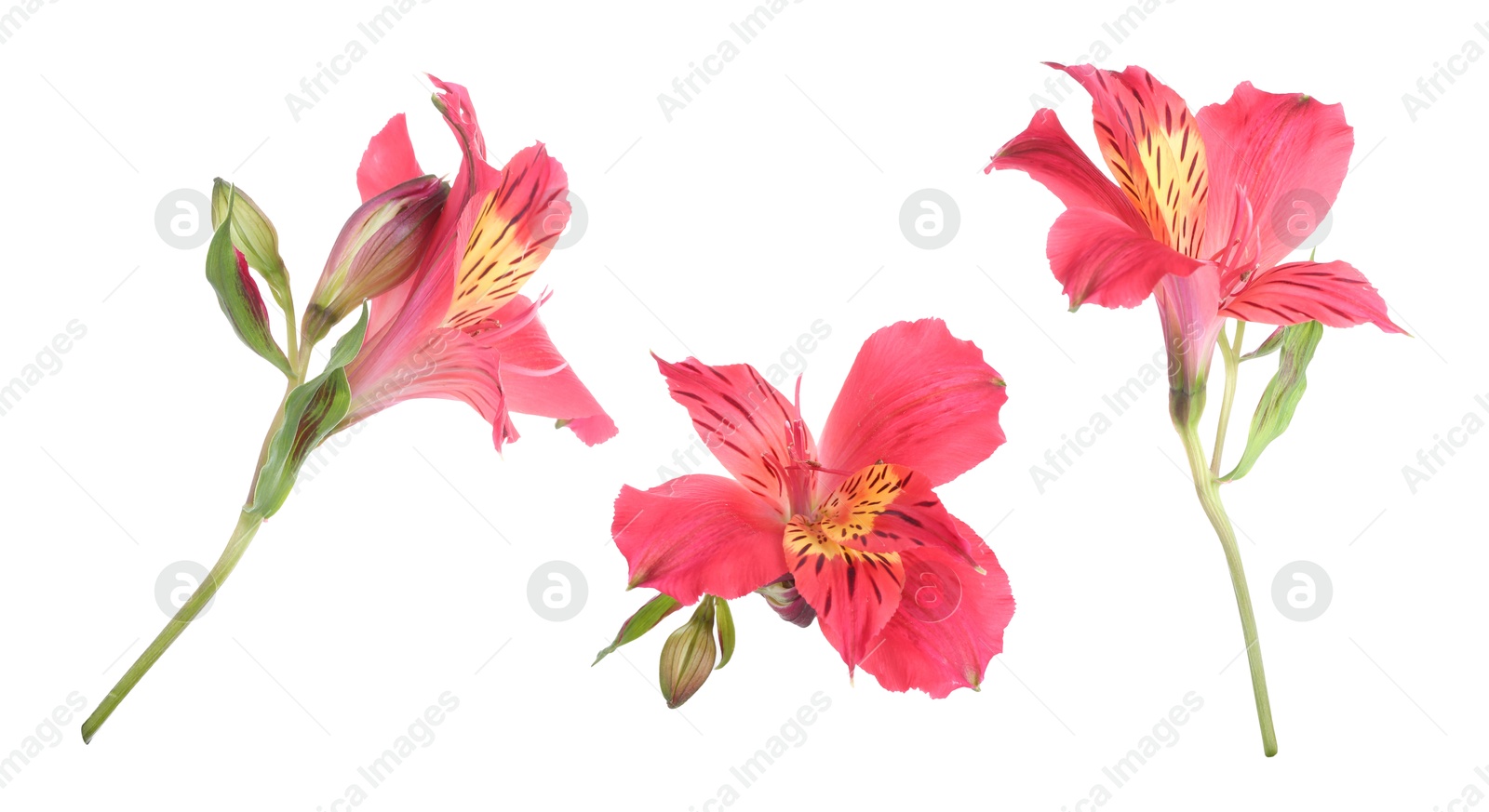 Image of Beautiful red alstroemeria flower isolated on white, collage