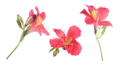 Beautiful red alstroemeria flower isolated on white, collage