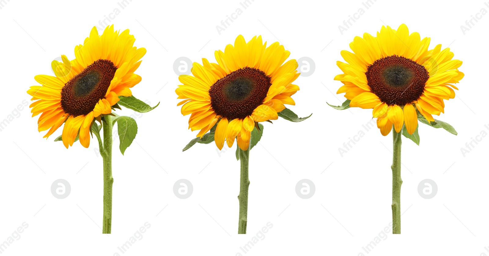 Image of Beautiful bright sunflower isolated on white, collage