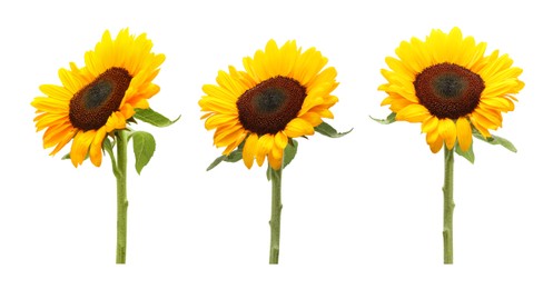 Beautiful bright sunflower isolated on white, collage