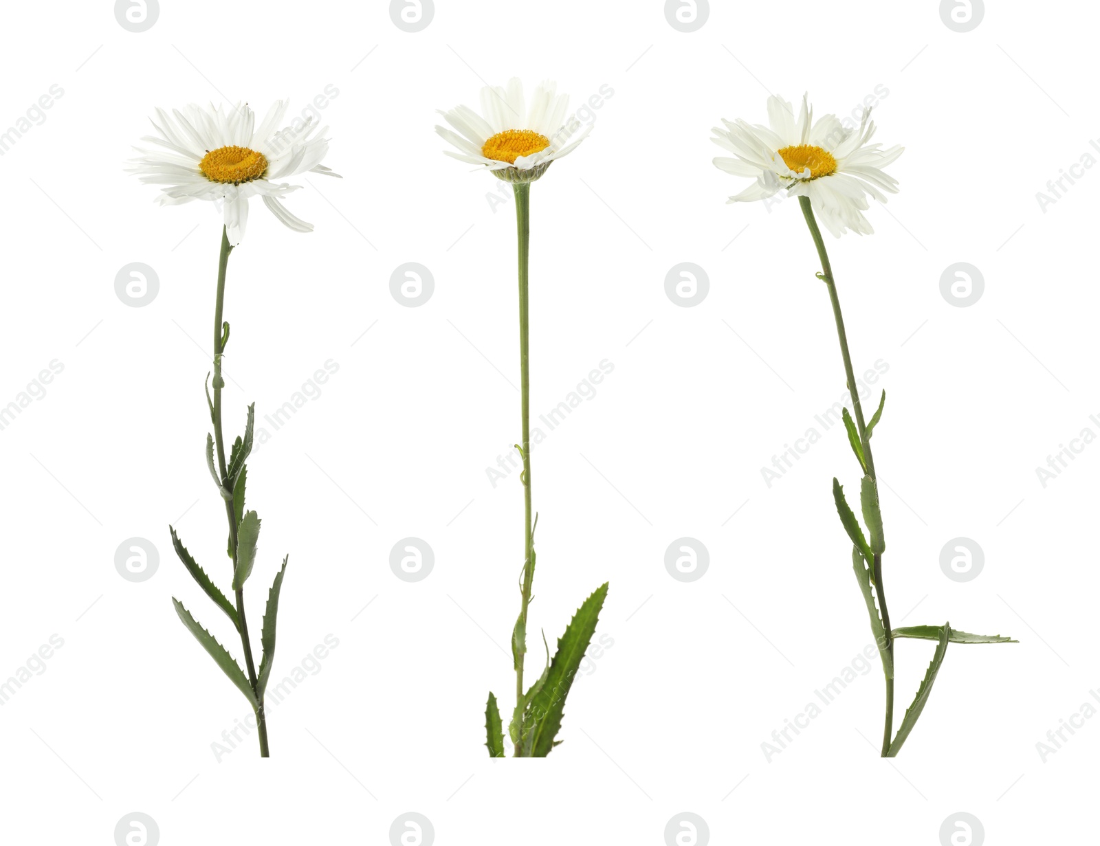 Image of Beautiful daisy flower isolated on white, collage