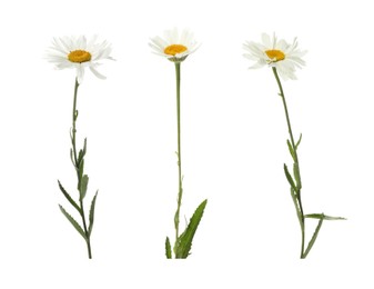 Beautiful daisy flower isolated on white, collage