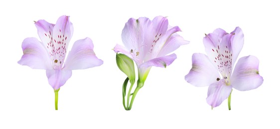 Beautiful violet alstroemeria flower isolated on white, collage