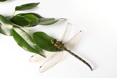 Photo of One beautiful dragonfly and green leaves isolated on white