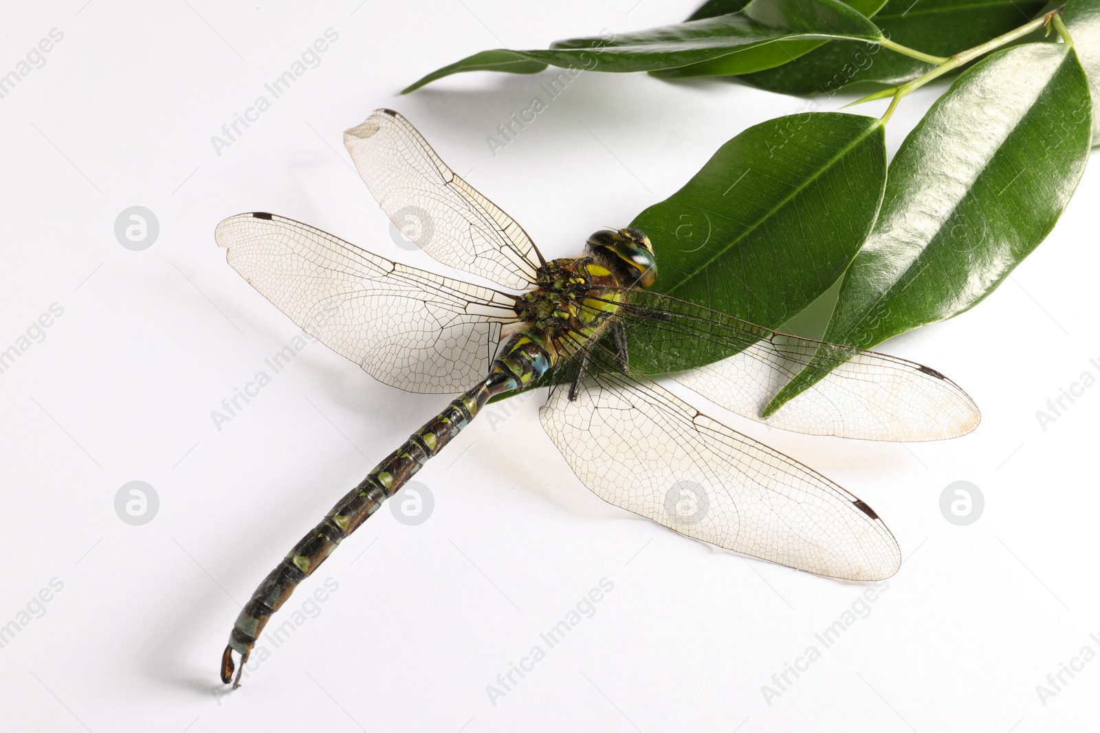 Photo of One beautiful dragonfly and green leaves isolated on white