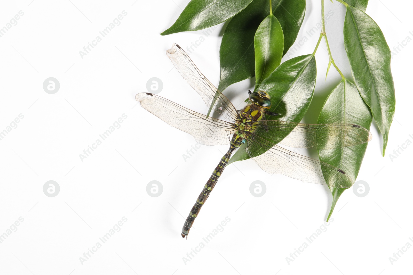 Photo of One beautiful dragonfly and green leaves isolated on white, top view