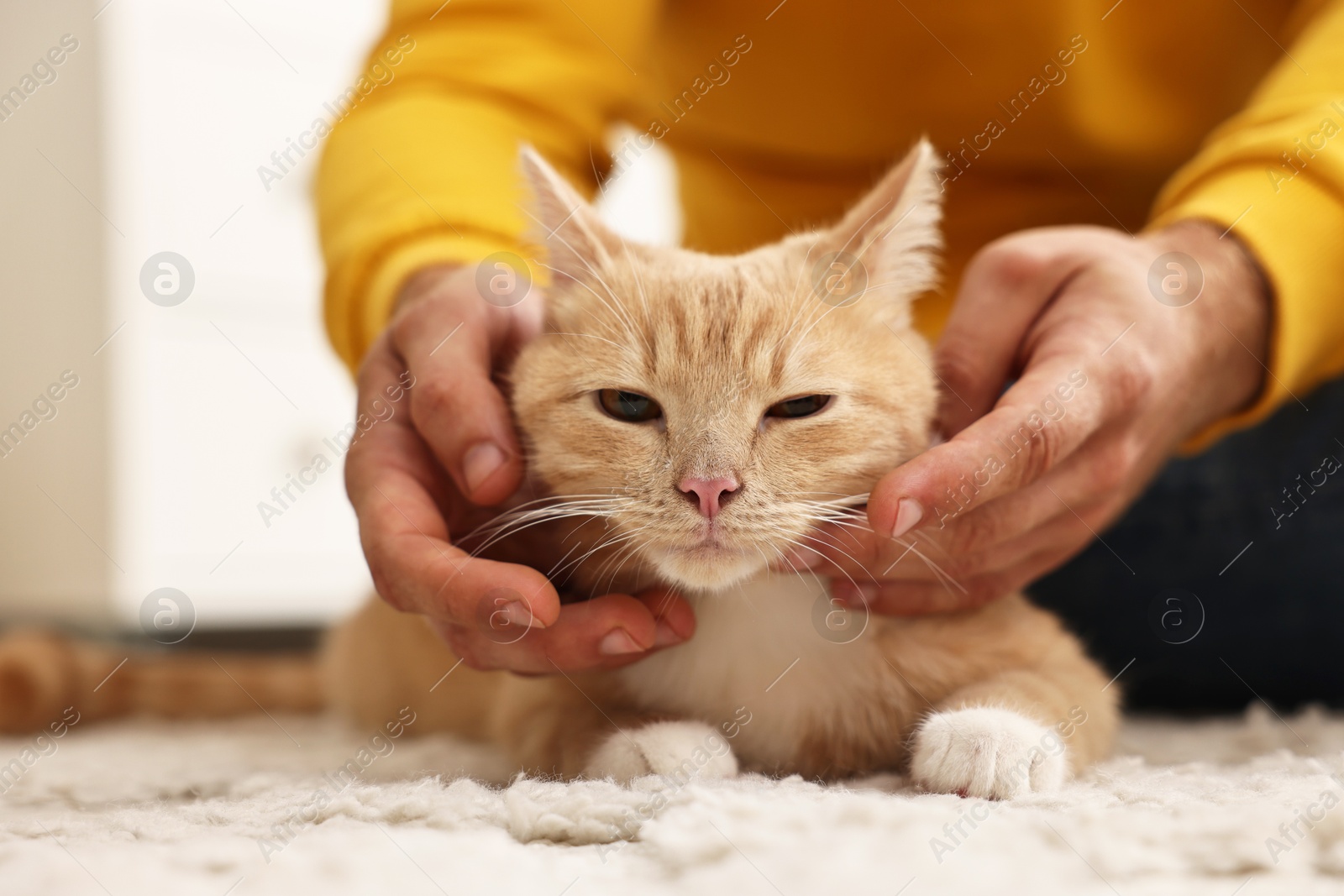 Photo of Man petting cute ginger cat on floor at home, closeup