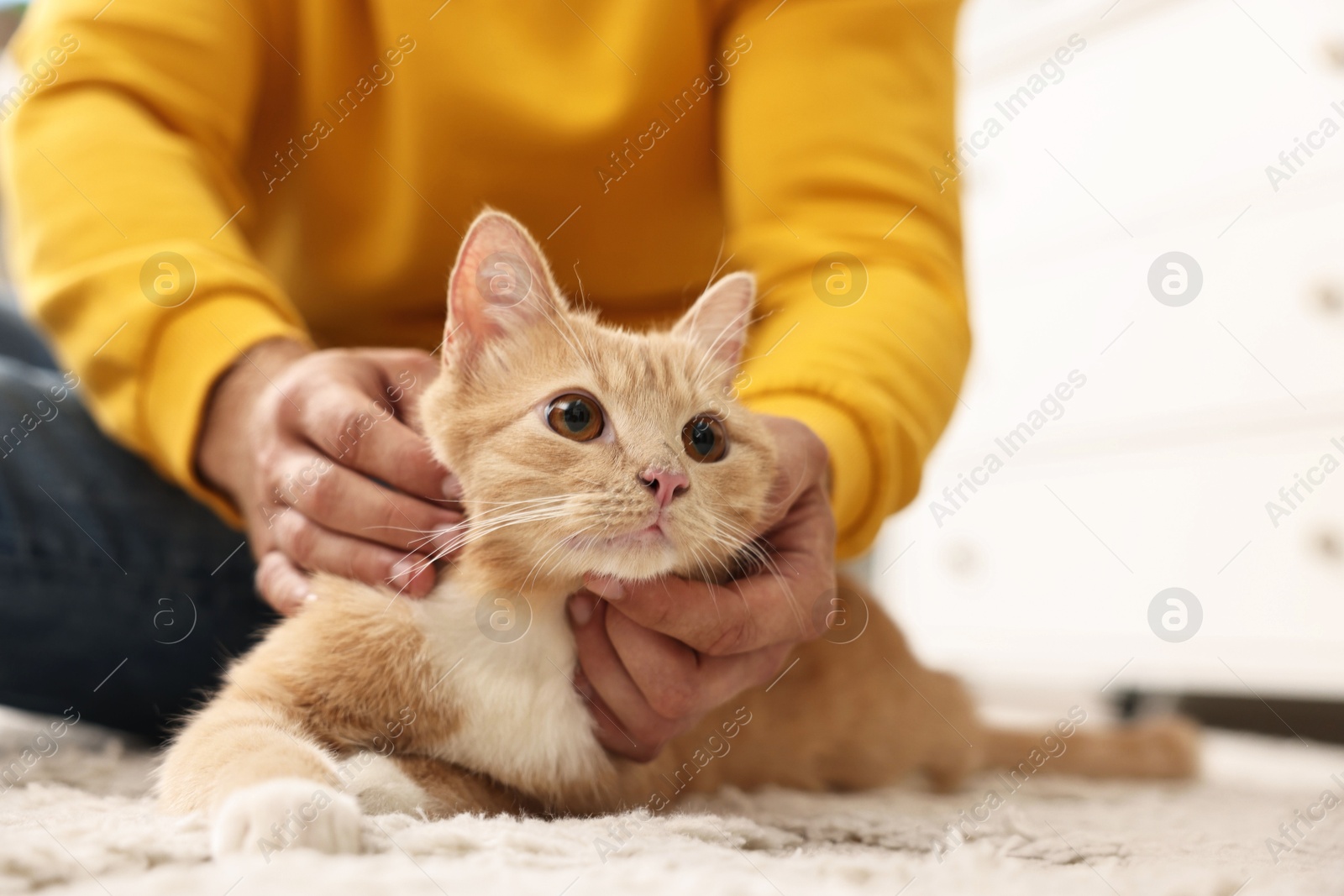 Photo of Man petting cute ginger cat on floor at home, closeup