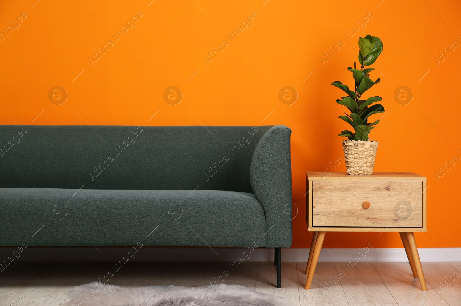 Photo of Stylish sofa and side table with green houseplant near orange wall indoors