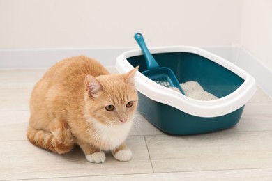 Photo of Cute ginger cat sitting near litter tray on floor indoors