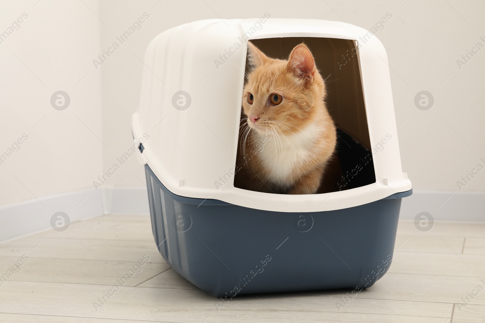 Photo of Cute ginger cat in litter box on floor indoors