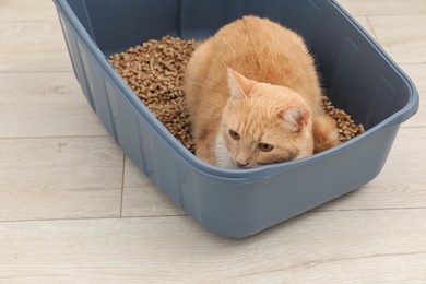 Cute ginger cat in litter tray on floor indoors