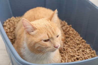 Cute ginger cat in litter tray, closeup