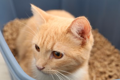 Cute ginger cat in litter tray, closeup