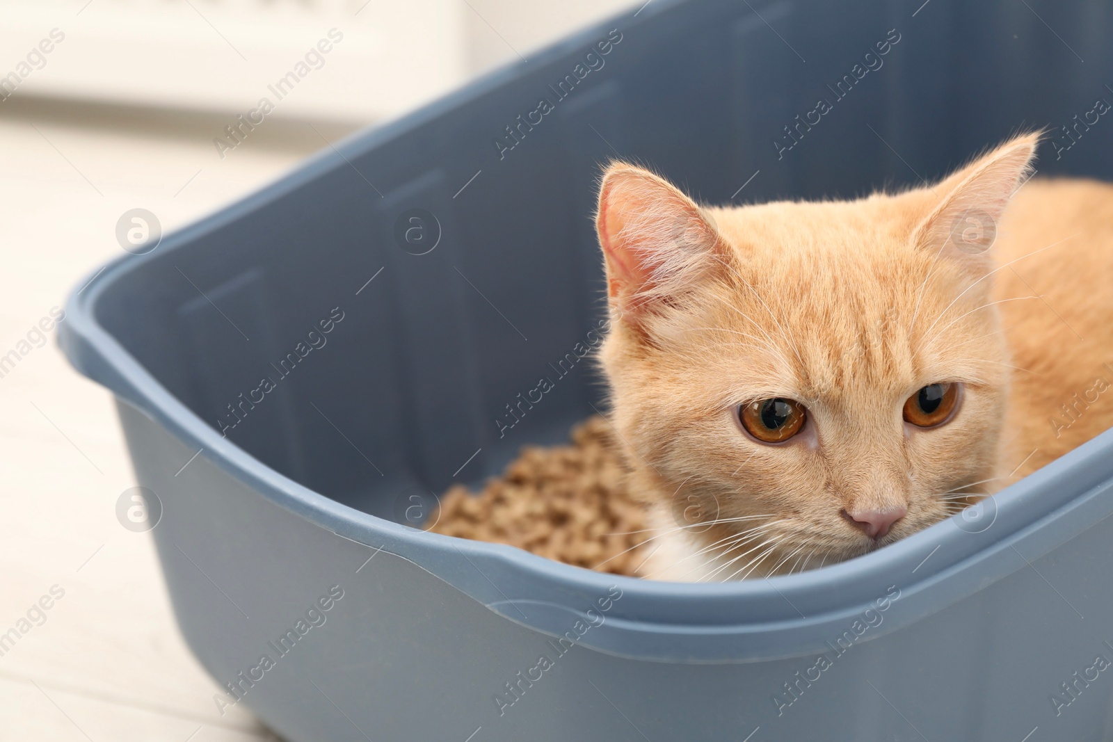 Photo of Cute ginger cat in litter tray on floor indoors, closeup