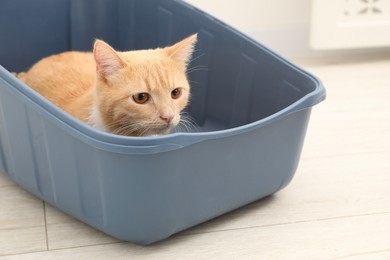 Photo of Cute ginger cat in litter tray on floor indoors