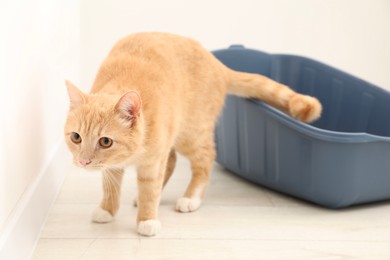 Photo of Cute ginger cat near litter tray on floor indoors