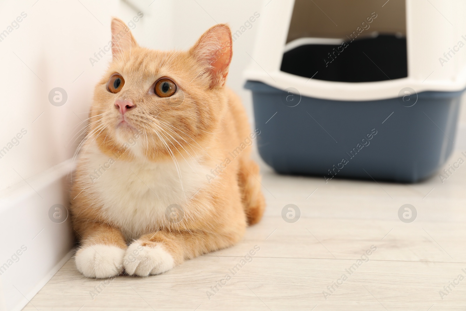 Photo of Cute ginger cat near litter box on floor indoors