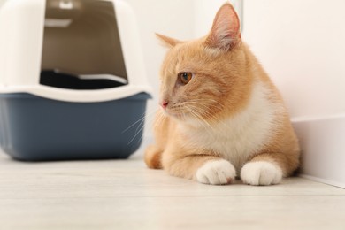 Photo of Cute ginger cat near litter box on floor indoors