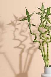 Photo of Decorative bamboo plant in vase on beige background, closeup