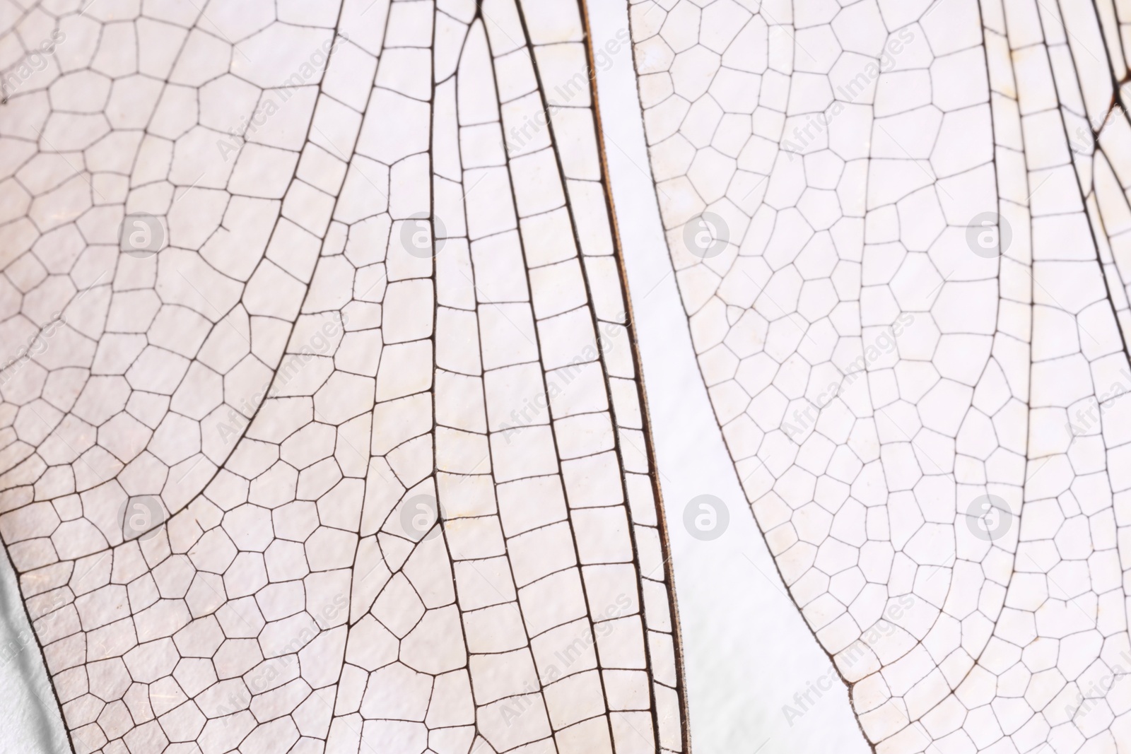 Photo of Dragonfly`s wings on white background, macro view