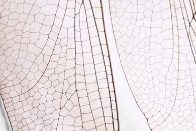 Photo of Dragonfly`s wings on white background, macro view