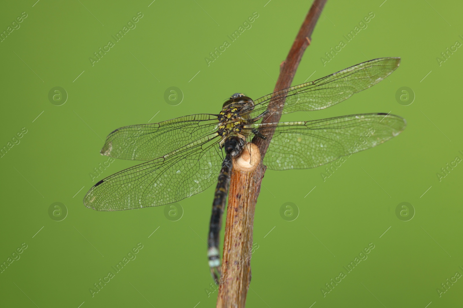 Photo of Beautiful dragonfly on green background, macro view