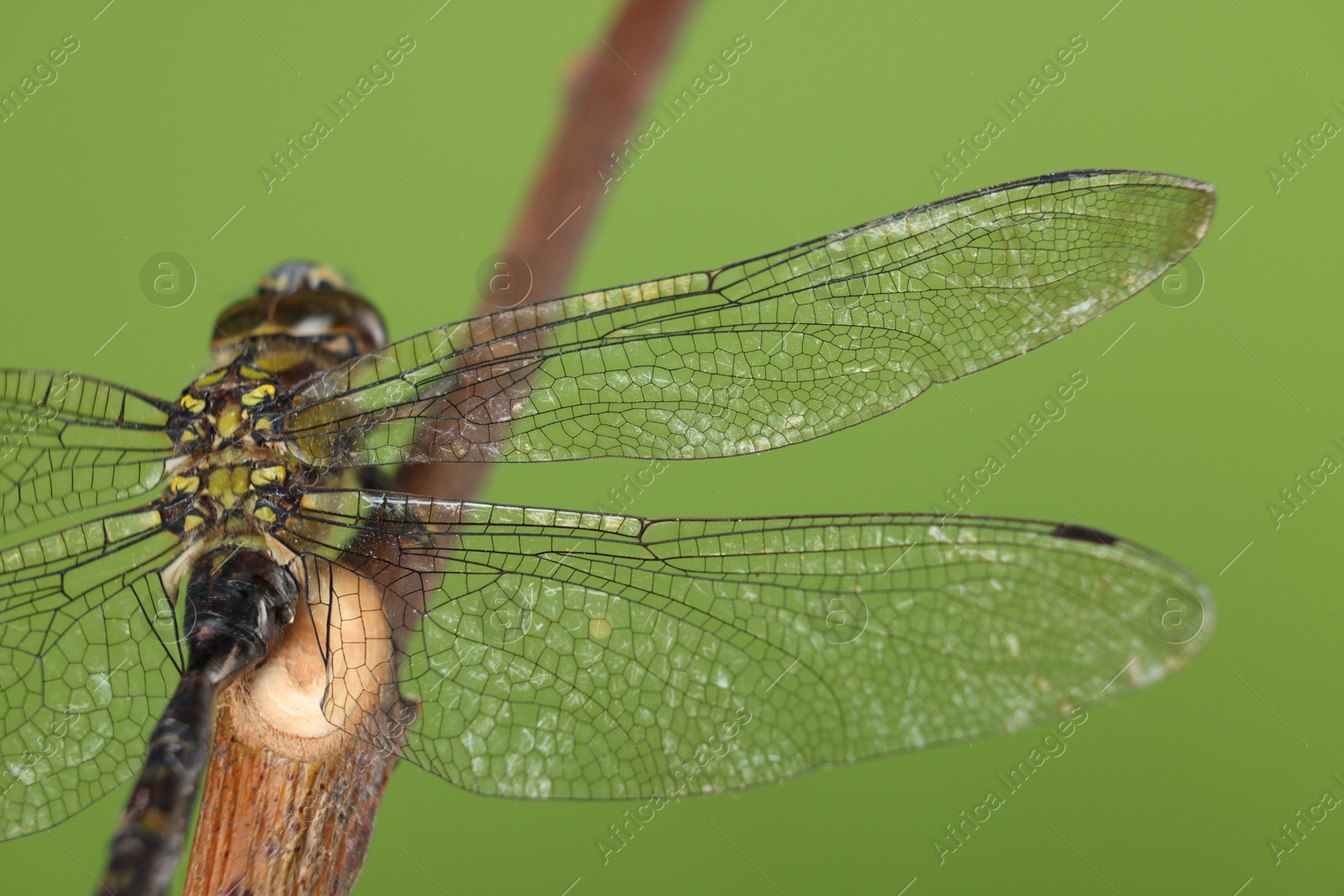 Photo of Beautiful dragonfly on green background, macro view