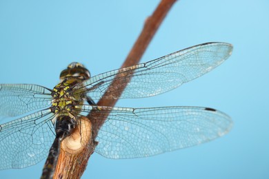 Photo of Beautiful dragonfly on light blue background, macro view