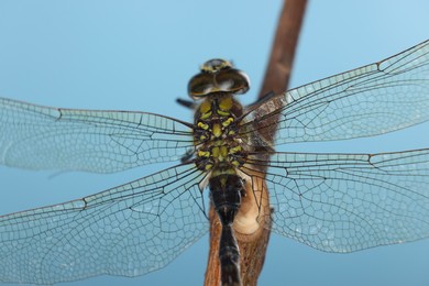 Photo of Beautiful dragonfly on light blue background, macro view