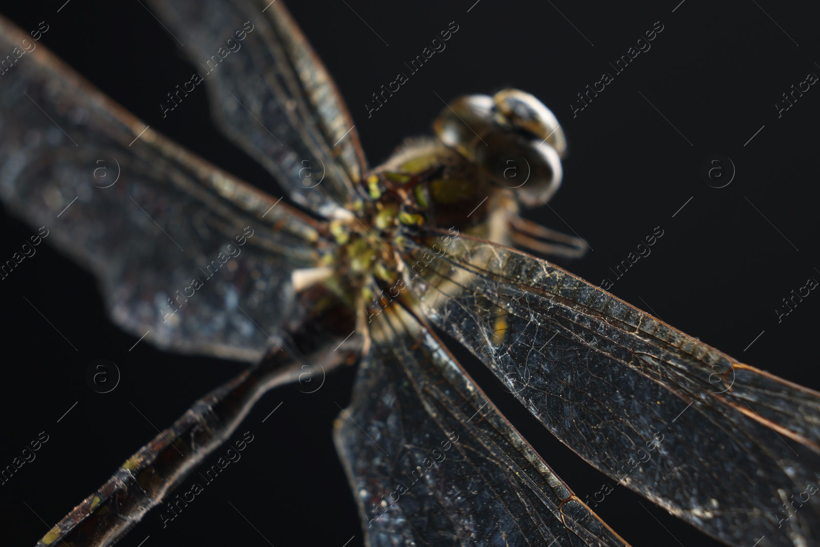 Photo of Beautiful dragonfly on black background, macro view