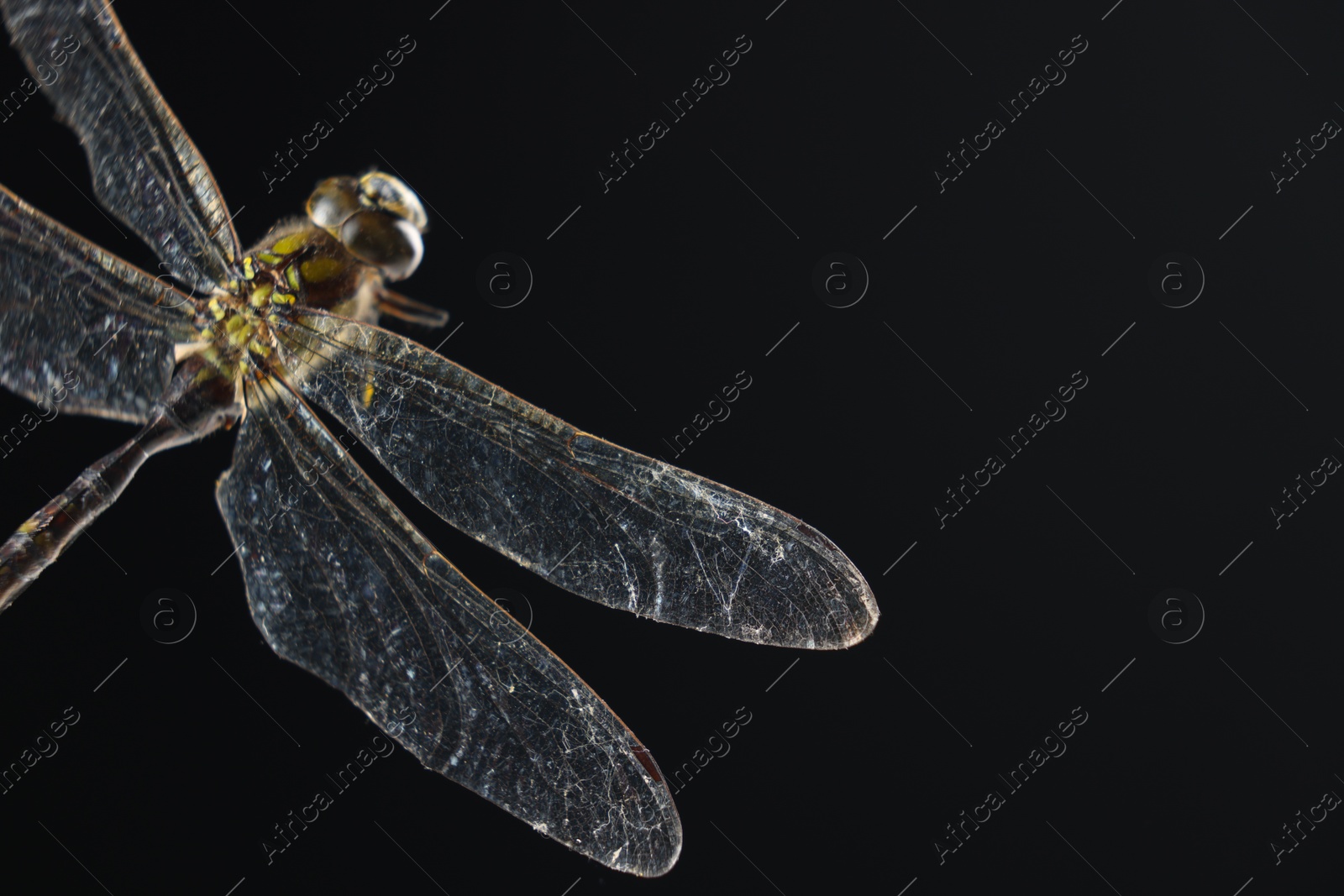 Photo of Beautiful dragonfly on black background, macro view. Space for text