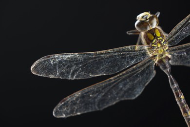 Photo of Beautiful dragonfly on black background, macro view