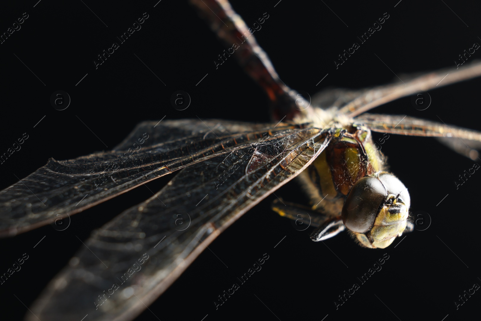 Photo of Beautiful dragonfly on black background, macro view