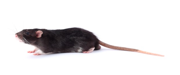 Photo of One rat on white background. Cute rodent