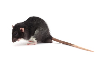 One rat on white background. Cute rodent