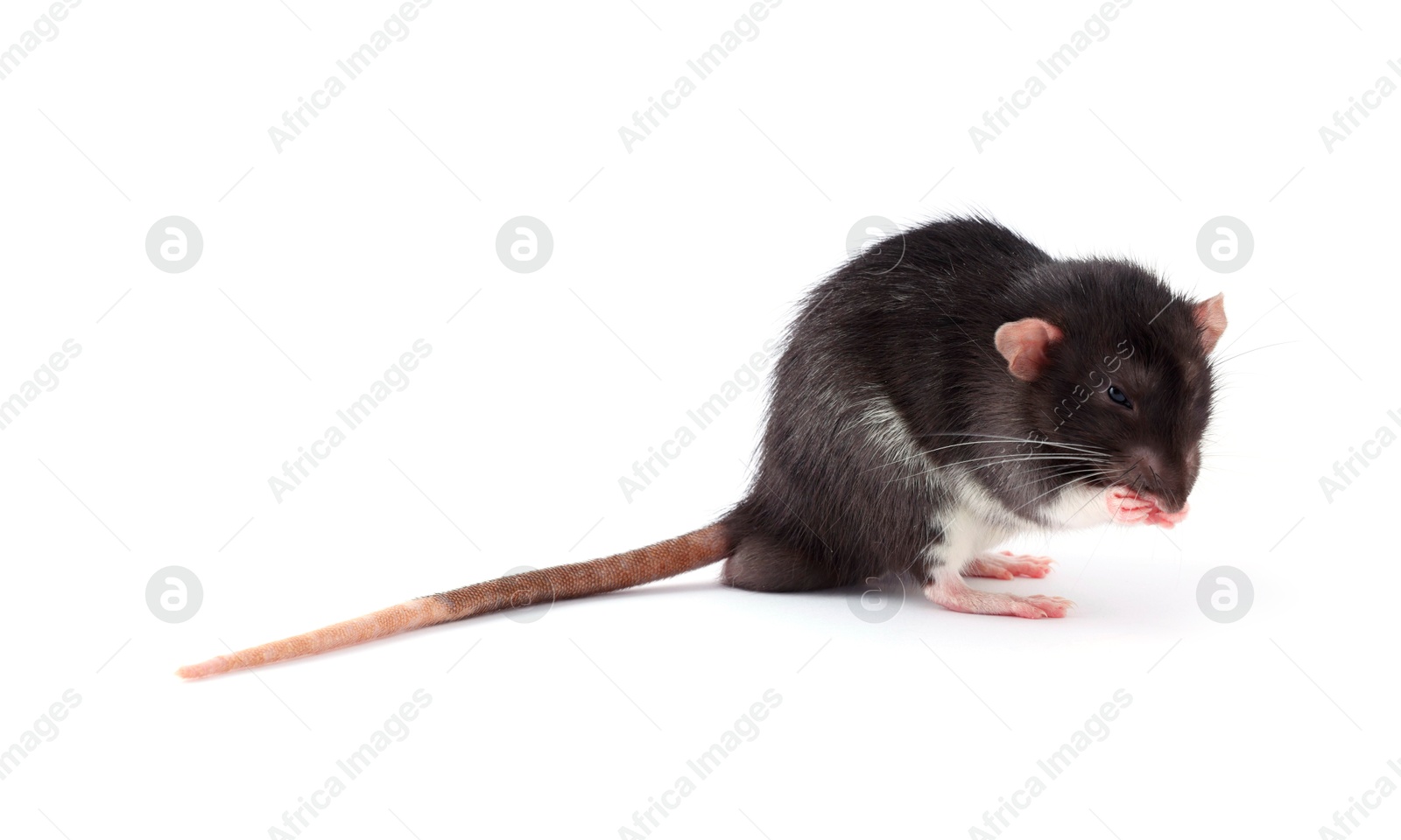 Photo of One rat on white background. Cute rodent