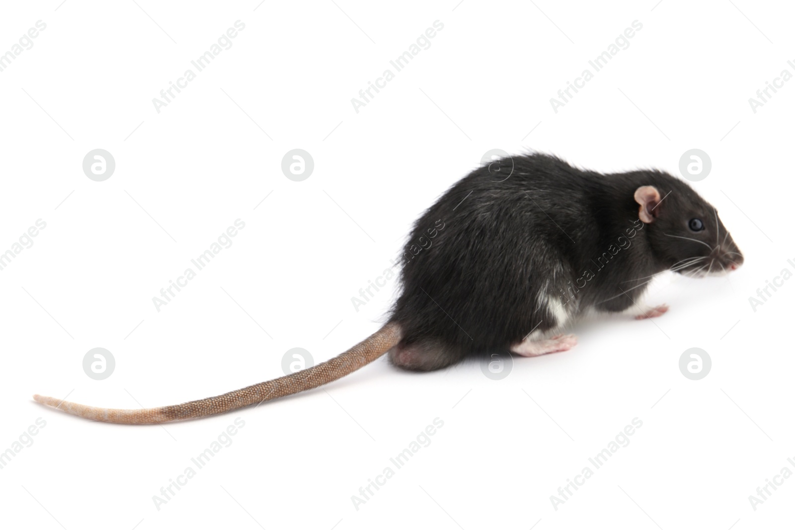 Photo of One cute small rat on white background