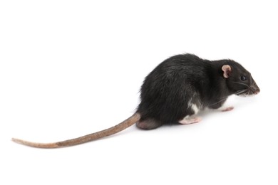 Photo of One cute small rat on white background